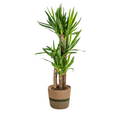 Yucca Elephantipes met mand Ø21cm - ↕90 - 110cm