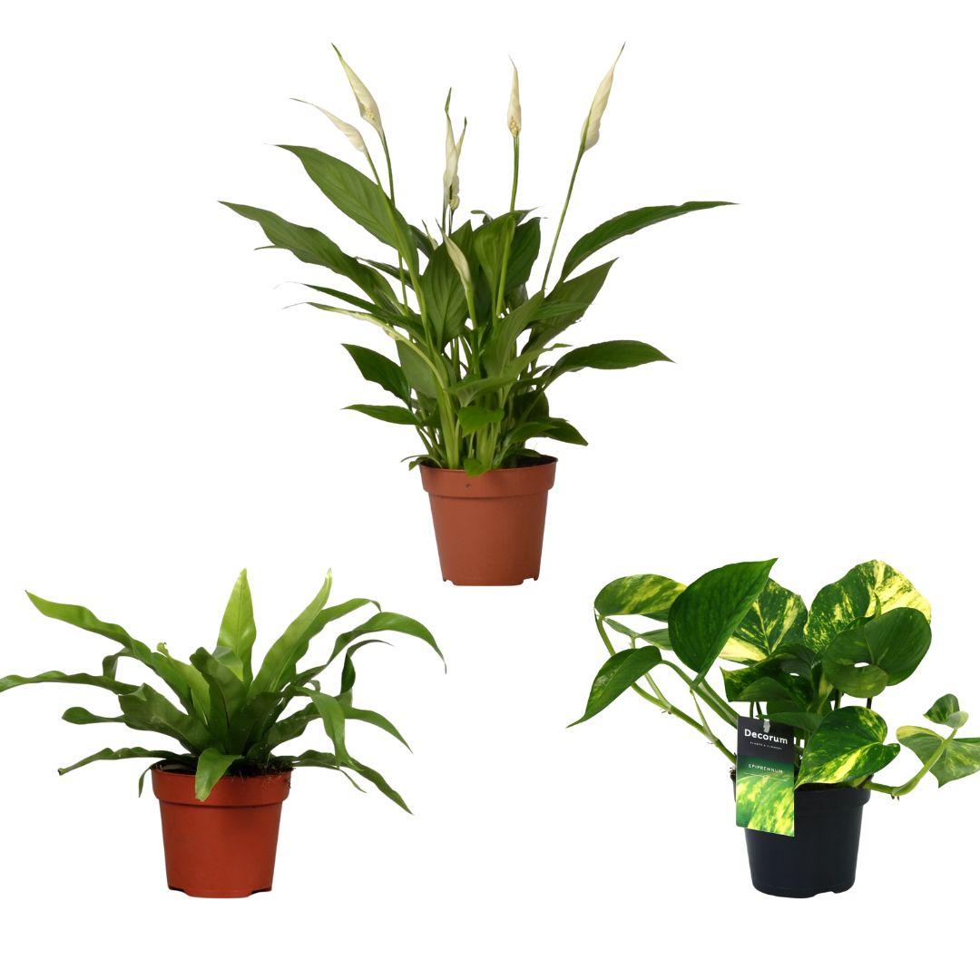 Luchtzuiverende Mix (3 stuks) potmaat 12 cm hoogte 20 tot 45 cm