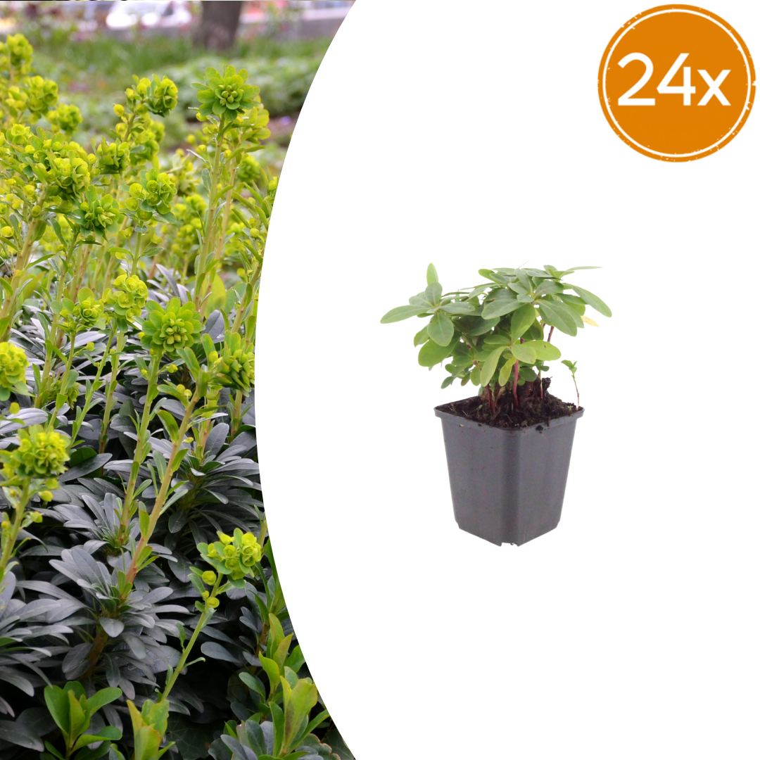 Euphorbia amygdal. robbiae potmaat 9 cm hoogte 10 tot 25 cm