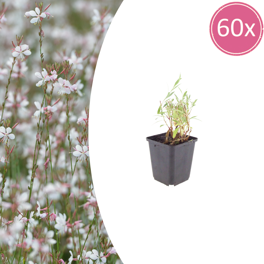 Gaura lindheimeri potmaat 9 cm hoogte 10 tot 25 cm