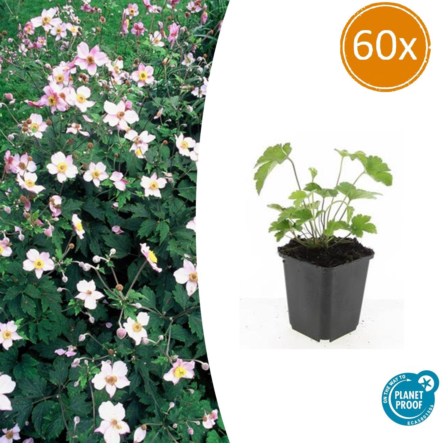 Anemone tom. 'Robustissima' potmaat 9 cm hoogte 10 tot 25 cm