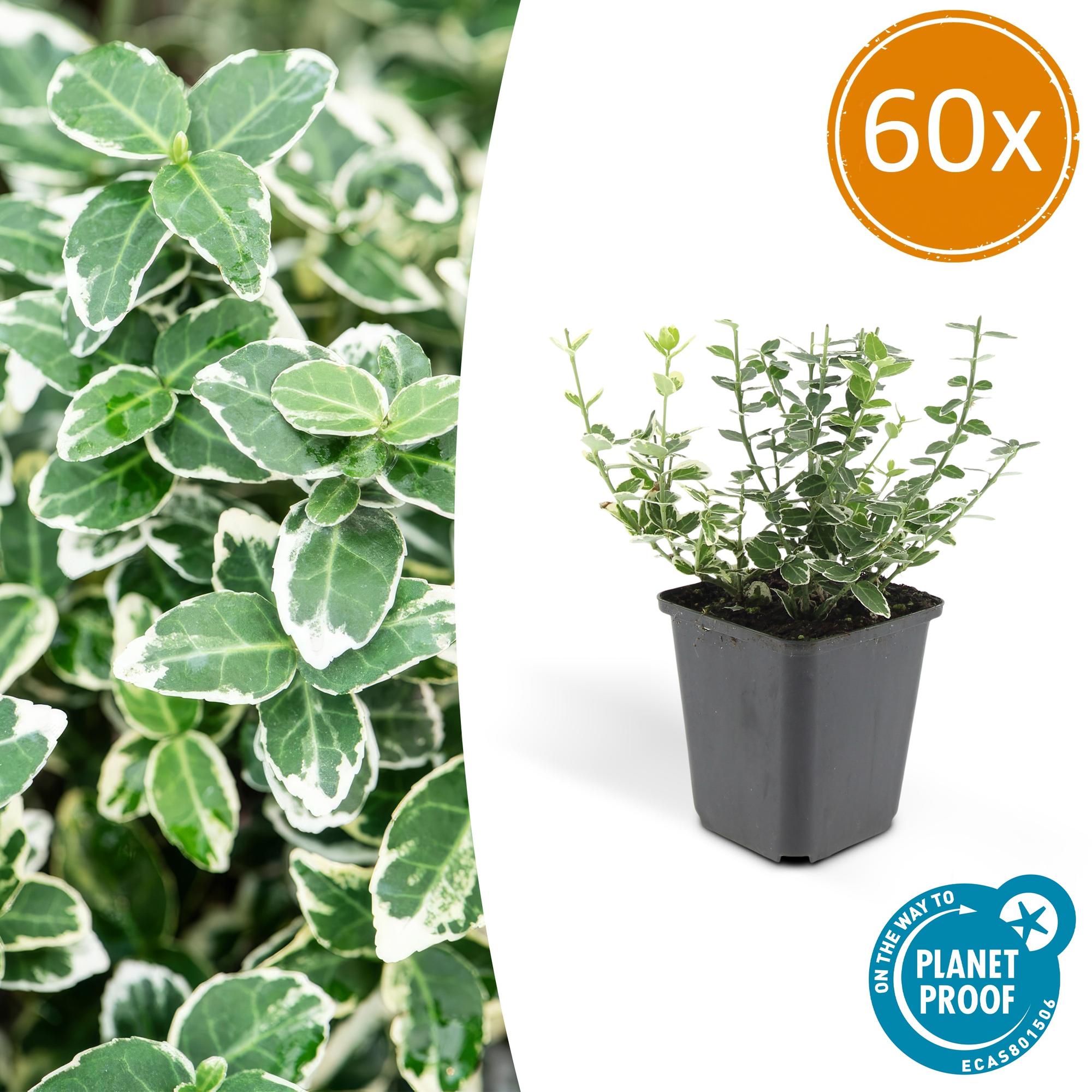 Euonymus fort. 'Emerald Gaiety' potmaat 9 cm hoogte 10 tot 25 cm