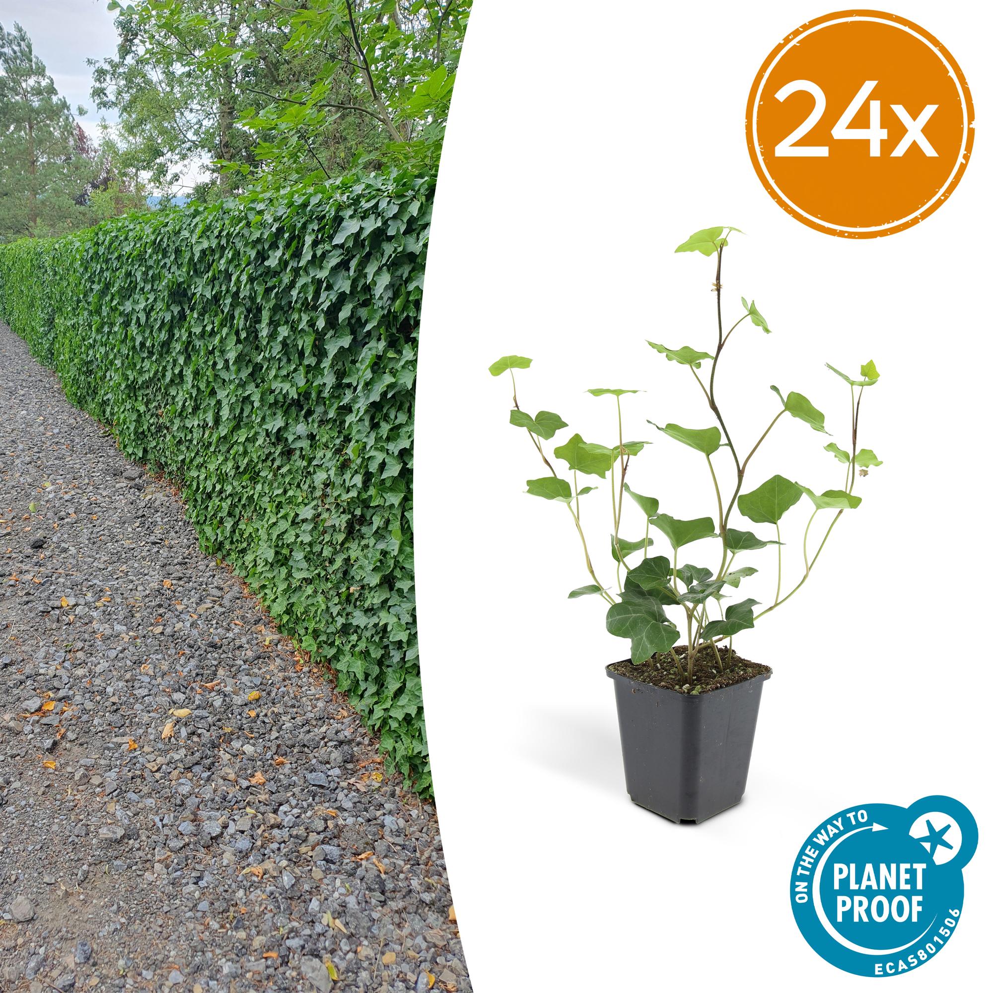 Hedera Hibernica potmaat 9 cm hoogte 10 tot 25 cm