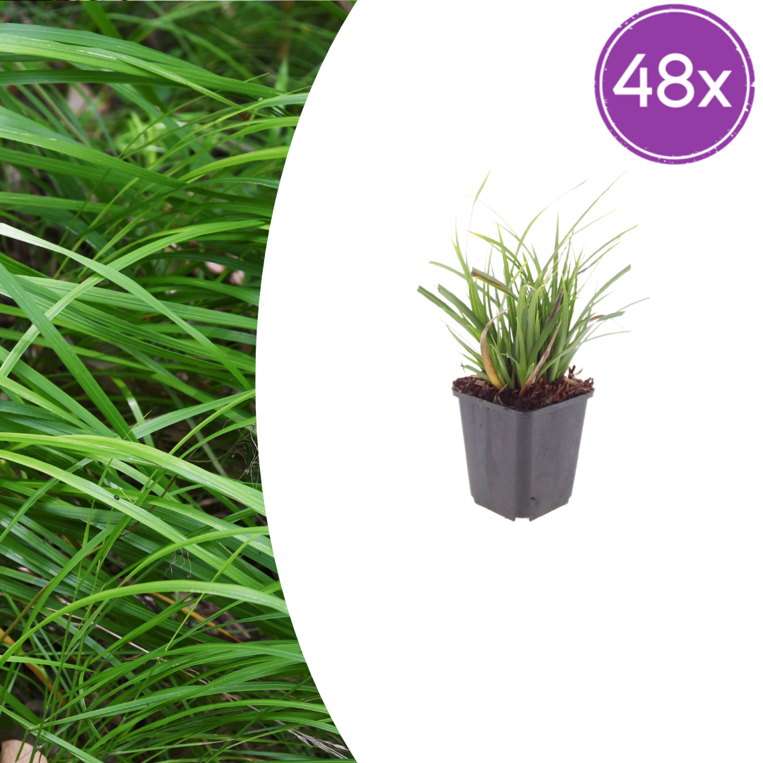 Carex morrowii potmaat 9 cm hoogte 10 tot 25 cm