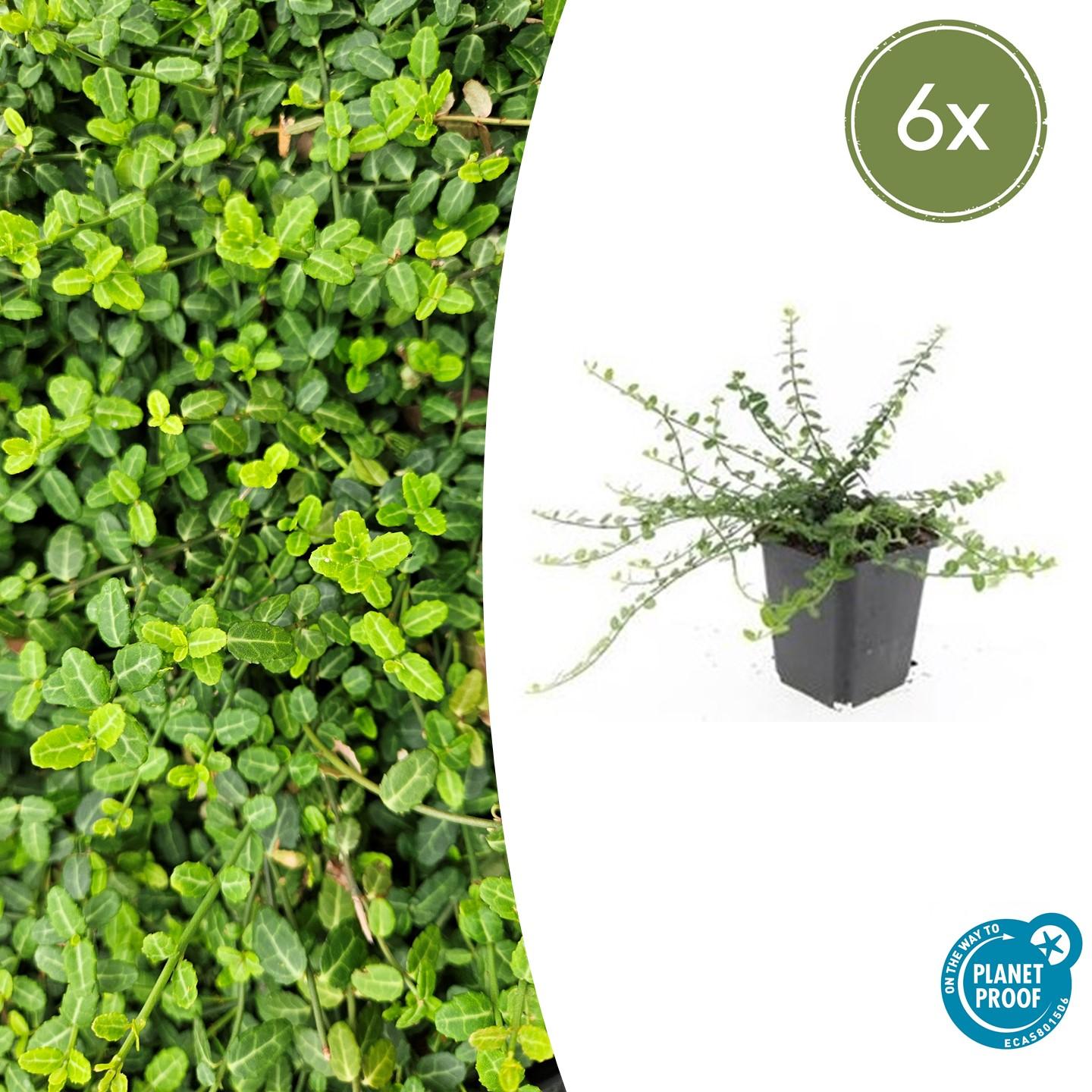 Euonymus fort. 'Minimus' potmaat 9 cm hoogte 10 tot 25 cm