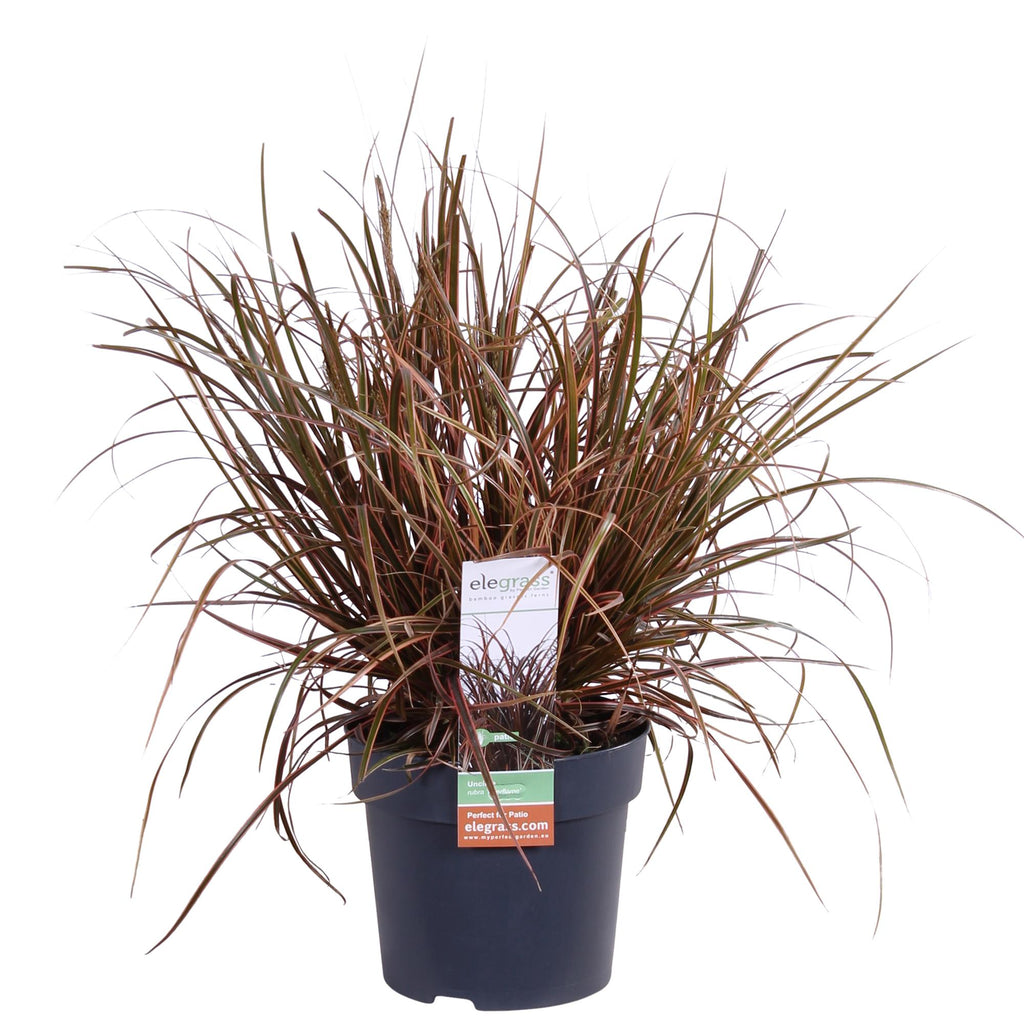 Uncinia rubra Everflame - Ø19cm - ↕40cm - Ø14 - ↨30cm