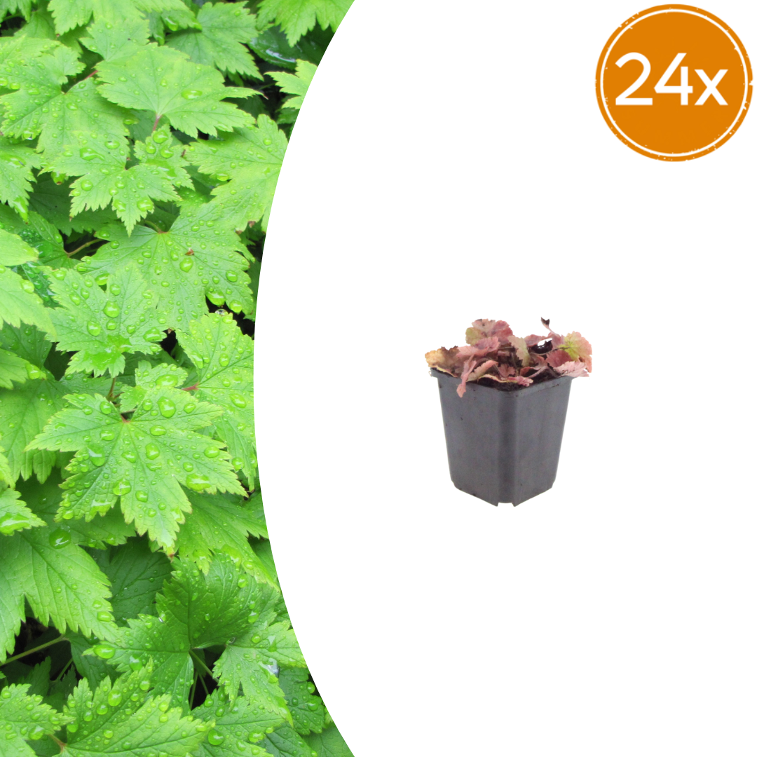 Tiarella cordifolia potmaat 9 cm hoogte 10 tot 25 cm