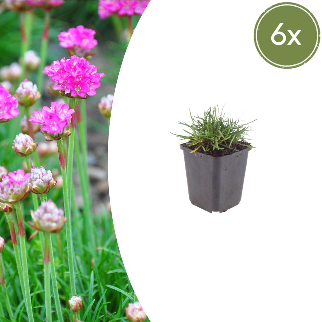Armeria m. 'Splendens' potmaat 9 cm hoogte 10 tot 25 cm