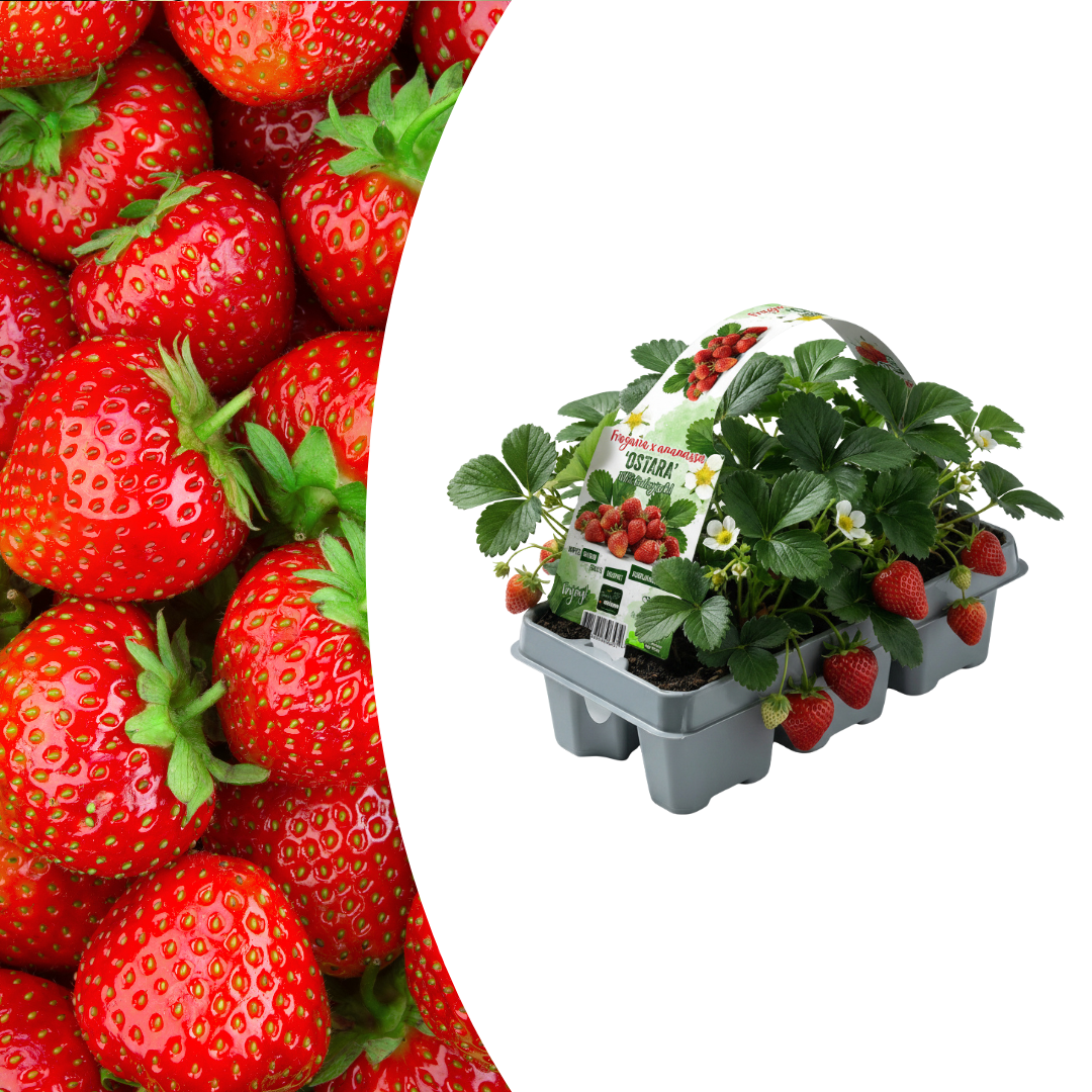 Aardbeien (Fragaria) 100% biologisch (6 pack) potmaat 7 cm hoogte 15 cm