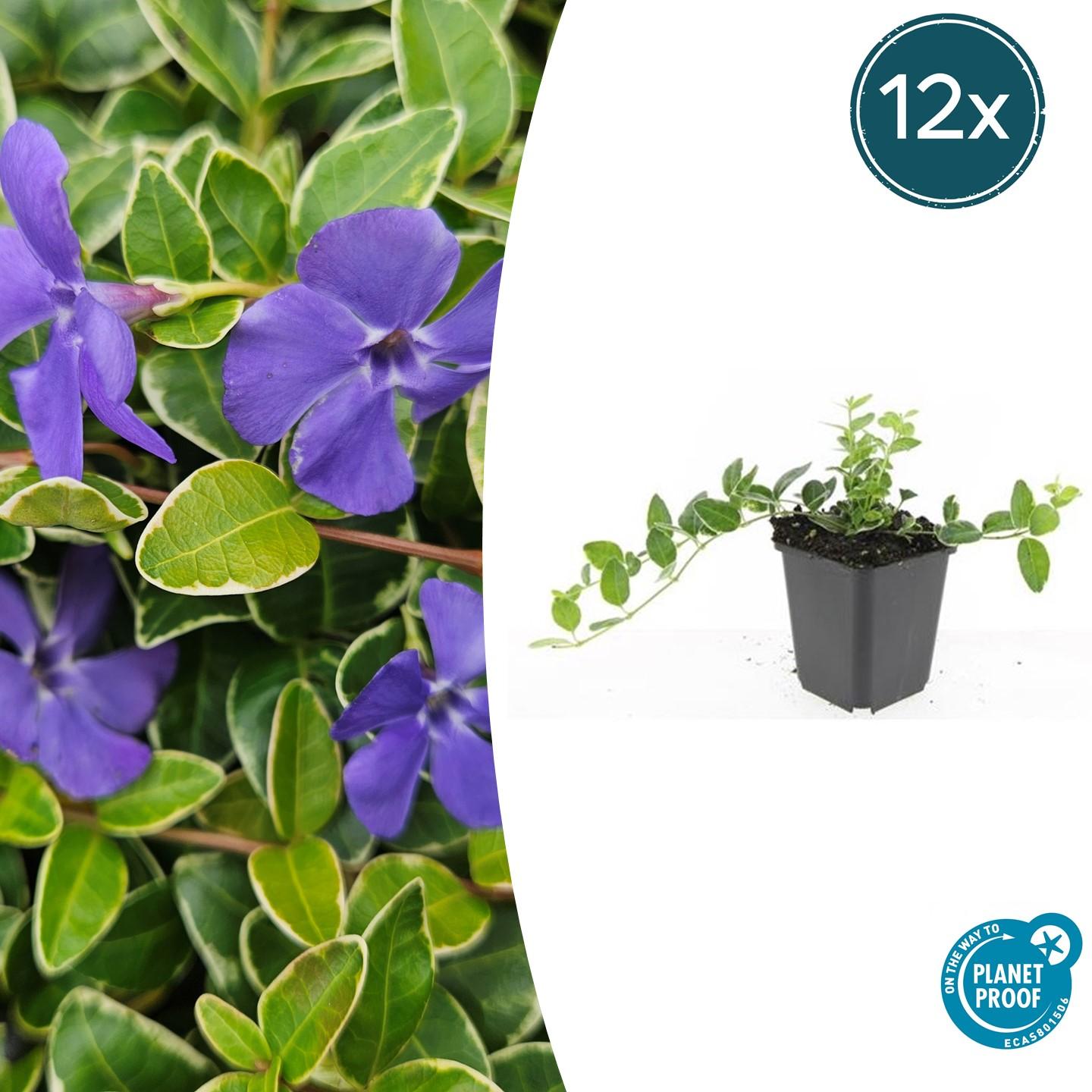 Vinca minor 'Argenteovariegata' potmaat 9 cm hoogte 10 tot 25 cm