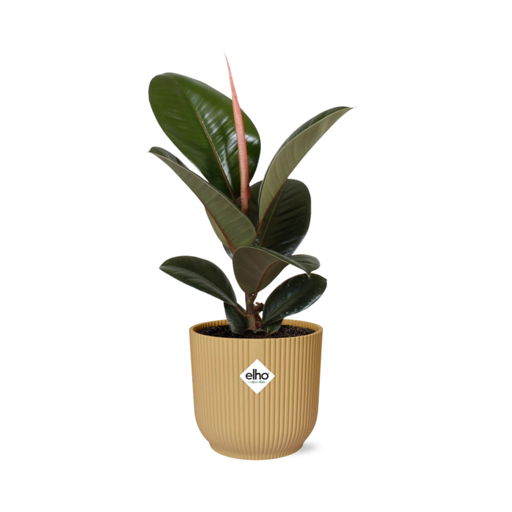 Ficus Elastica ‘Robusta’ in ELHO Vibes Fold 14cm geel