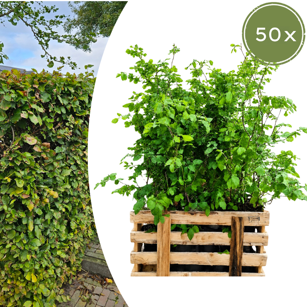 Fagus sylvatica (minipalletdeal 50 stuks) potmaat 19 cm hoogte 60 tot 80 cm