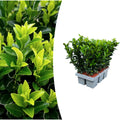 Euonymus 'Green Spire' (6 pack) potmaat 7 cm hoogte 15 cm
