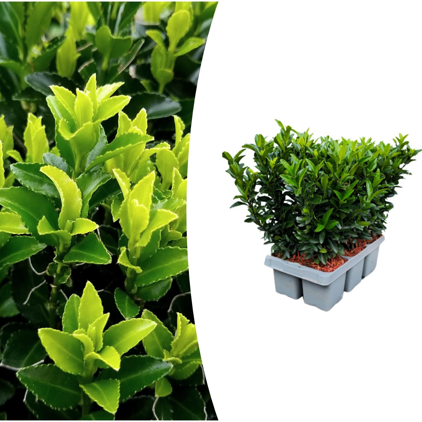 Euonymus 'Green Spire' (6 pack) potmaat 7 cm hoogte 15 cm