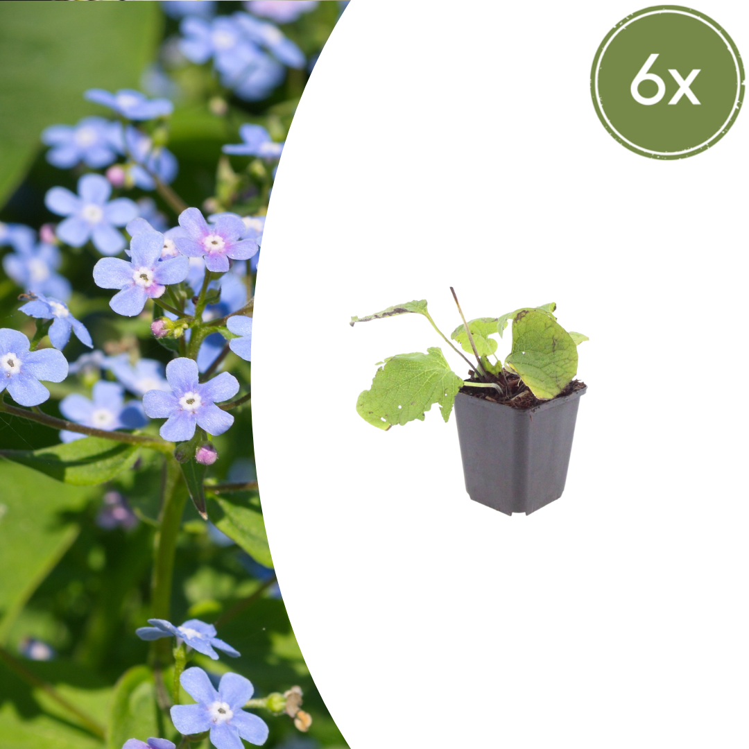 Brunnera macrophylla potmaat 9 cm hoogte 10 tot 25 cm
