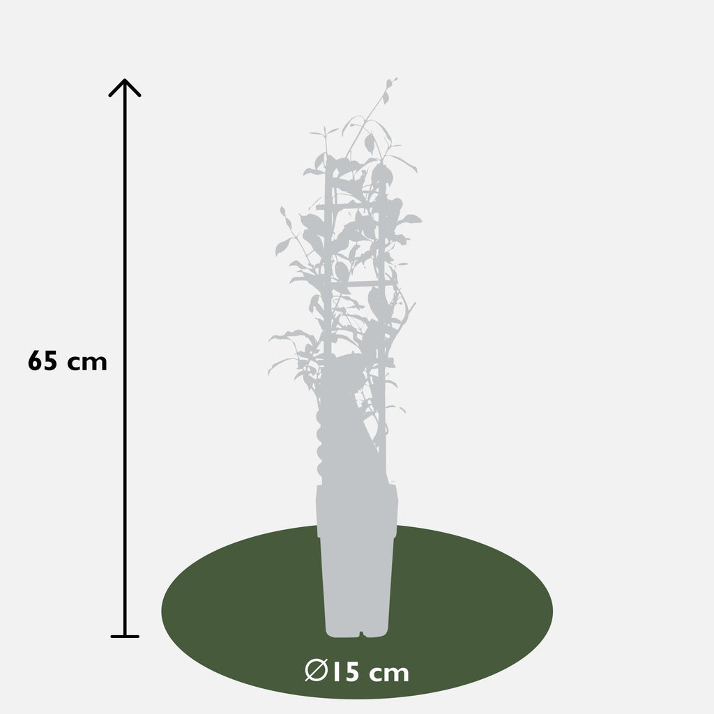 Trachelospermum 'Star of Ibiza' - Toscaanse Jasmijn Roze - Ø15cm - ↕65cm