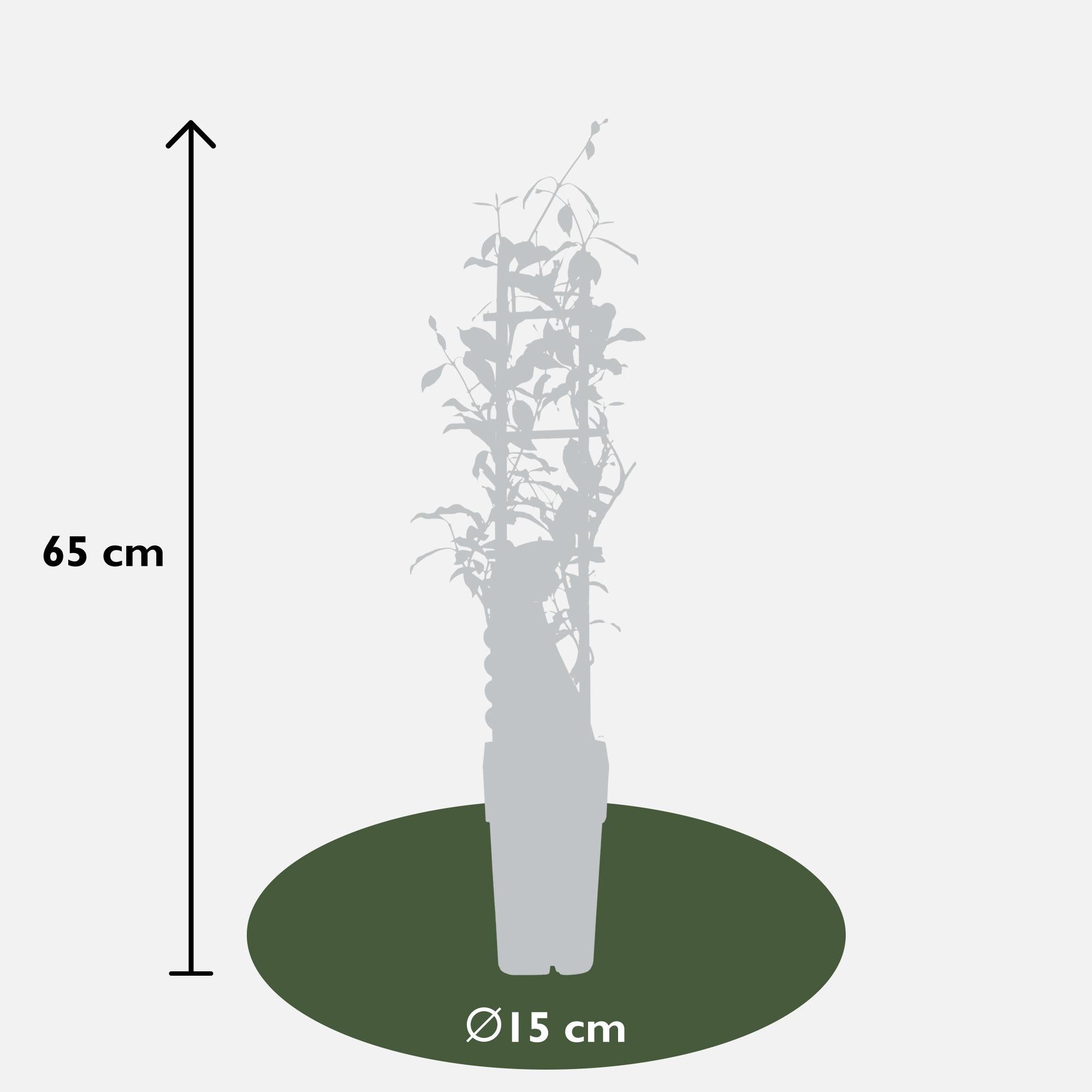 Trachelospermum 'Star of Ibiza' - Toscaanse Jasmijn Roze - Ø15cm - ↕65cm
