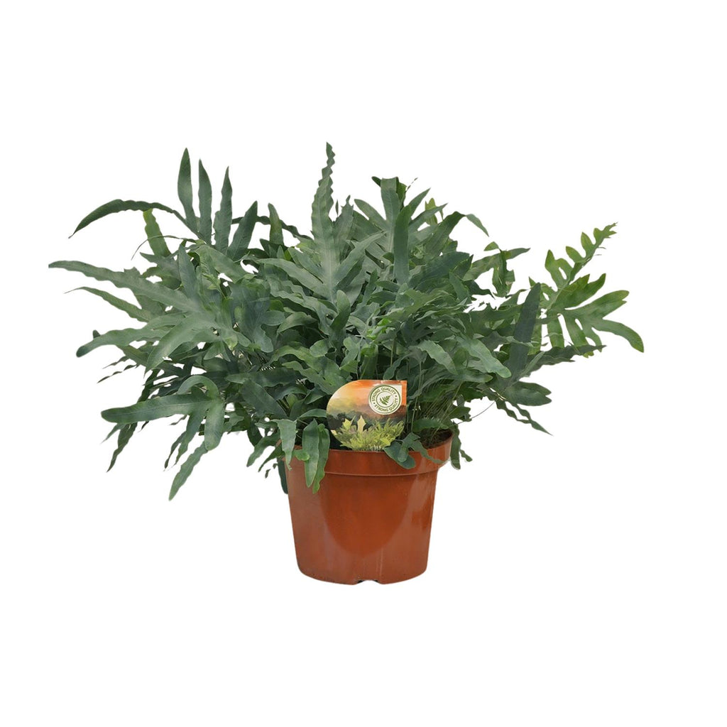 Phlebodium Blue Star - Ø26cm - ↕80cm