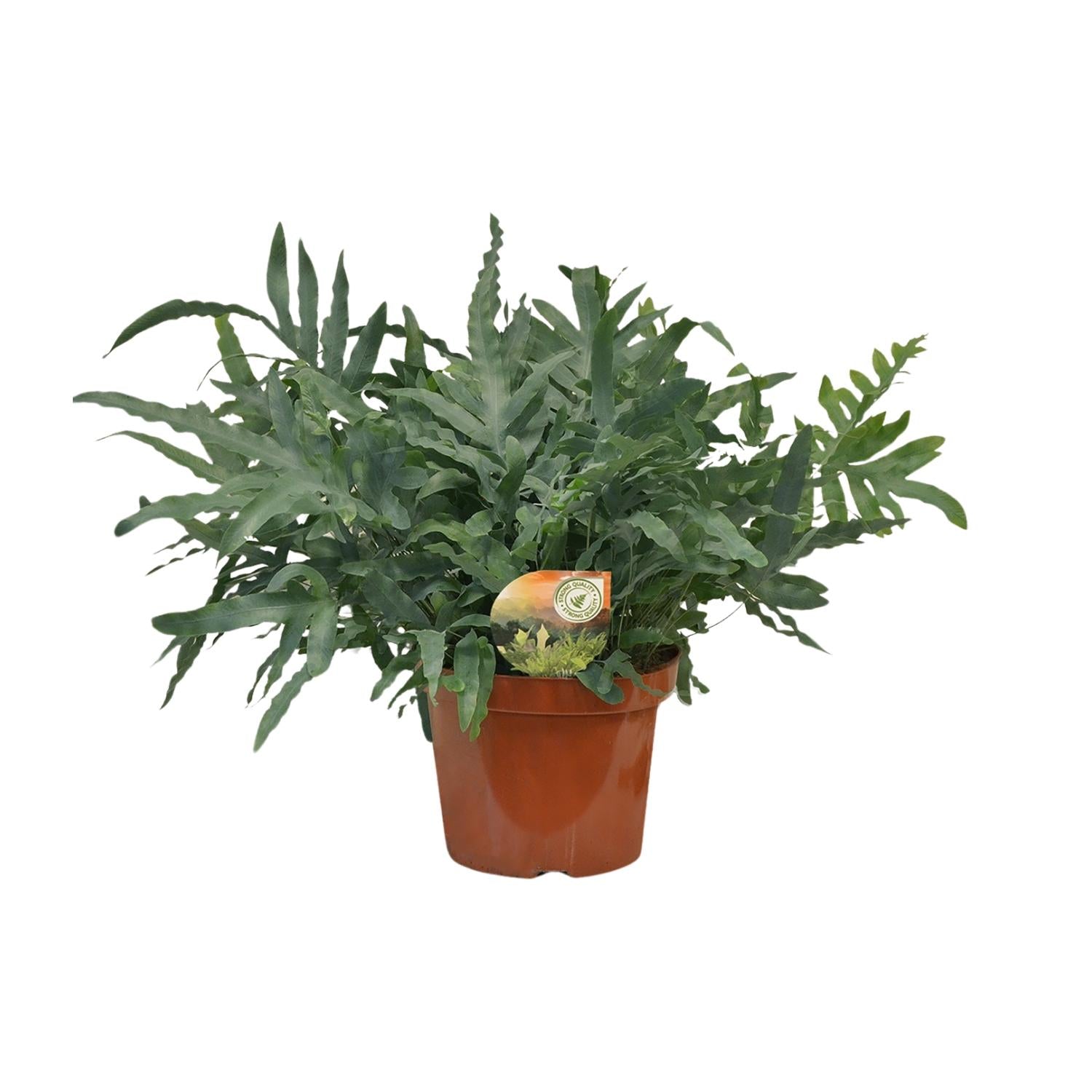 Phlebodium Blue Star - Ø26cm - ↕80cm