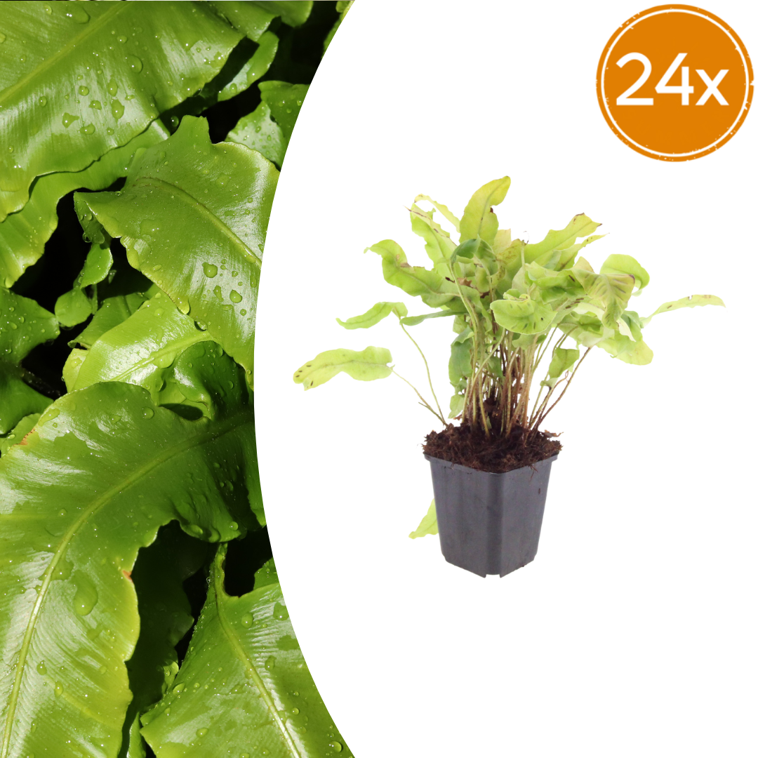 Asplenium scolopendrium potmaat 9 cm hoogte 10 tot 25 cm