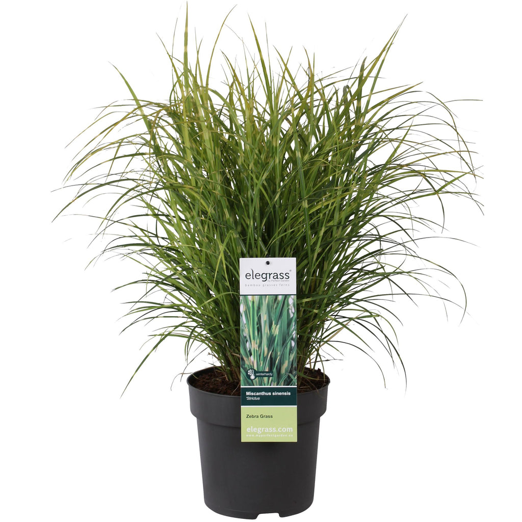 Miscanthus sinensis Strictus - Ø23cm - ↕60cm - Ø23 - ↨60cm