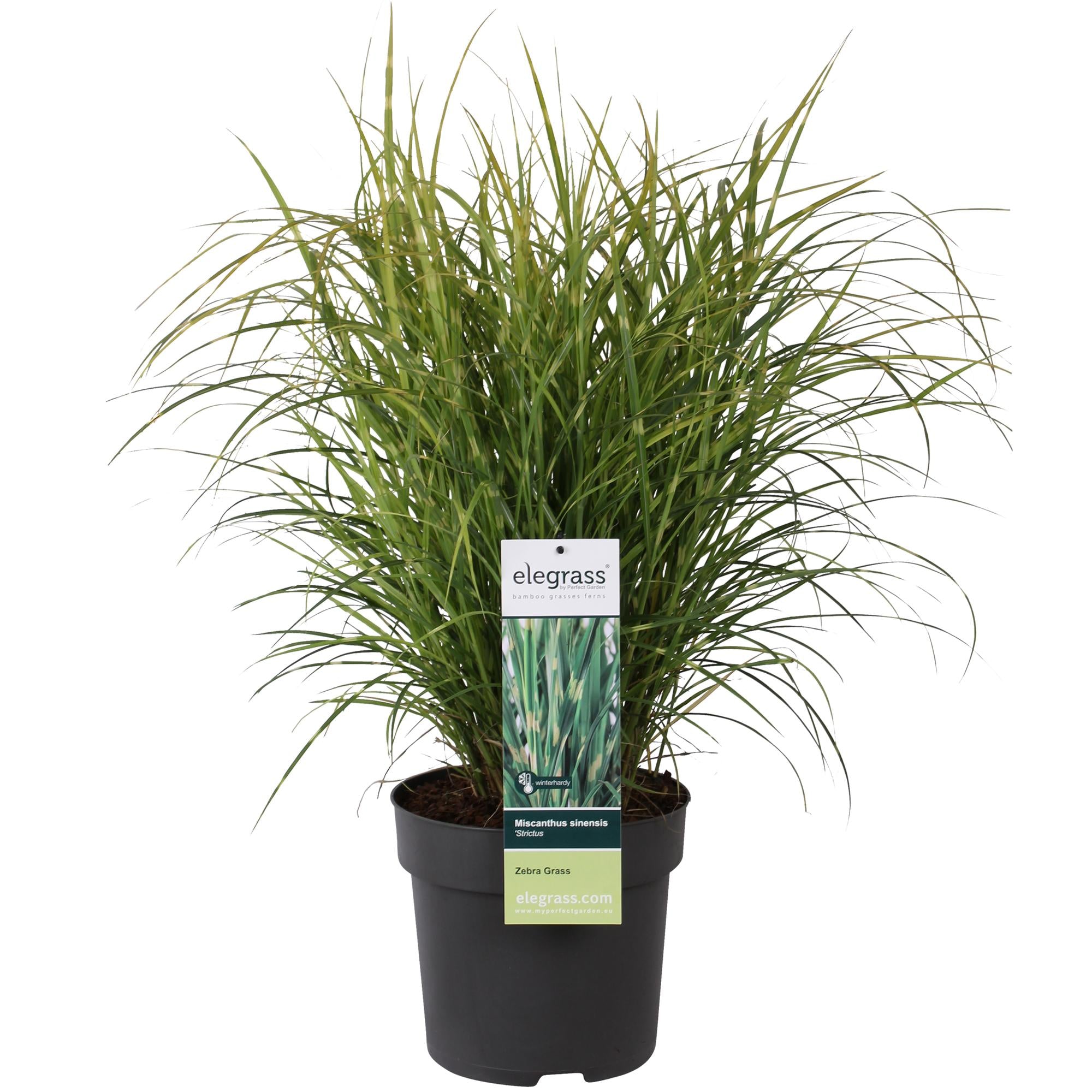 Miscanthus sinensis Strictus - Ø23cm - ↕60cm - Ø23 - ↨60cm
