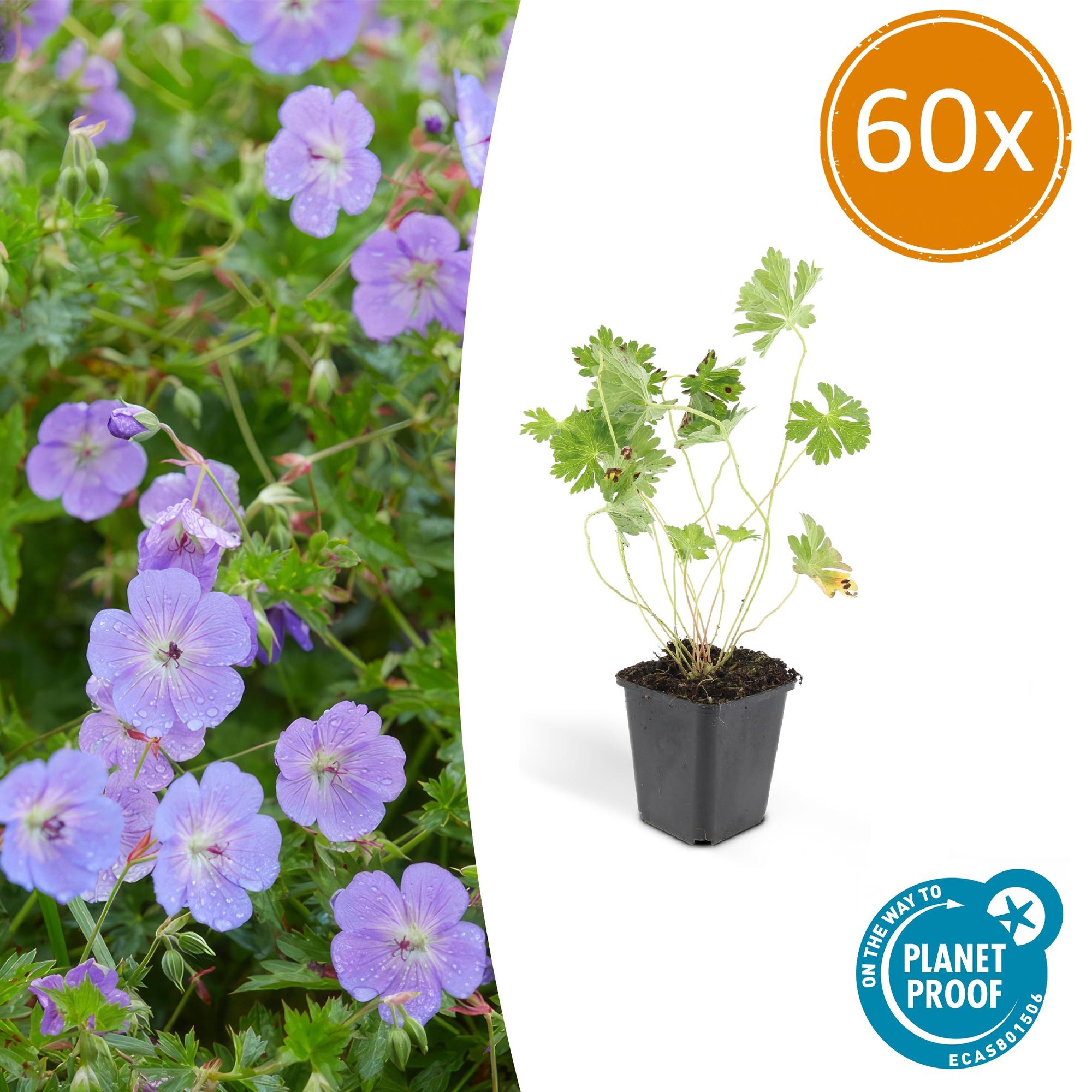 Geranium Rozanne potmaat 9 cm hoogte 10 tot 25 cm