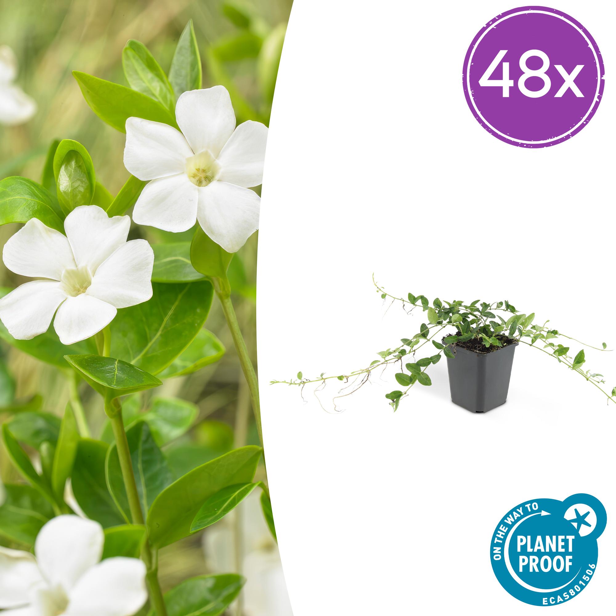 Vinca minor 'Alba' potmaat 9 cm hoogte 10 tot 25 cm