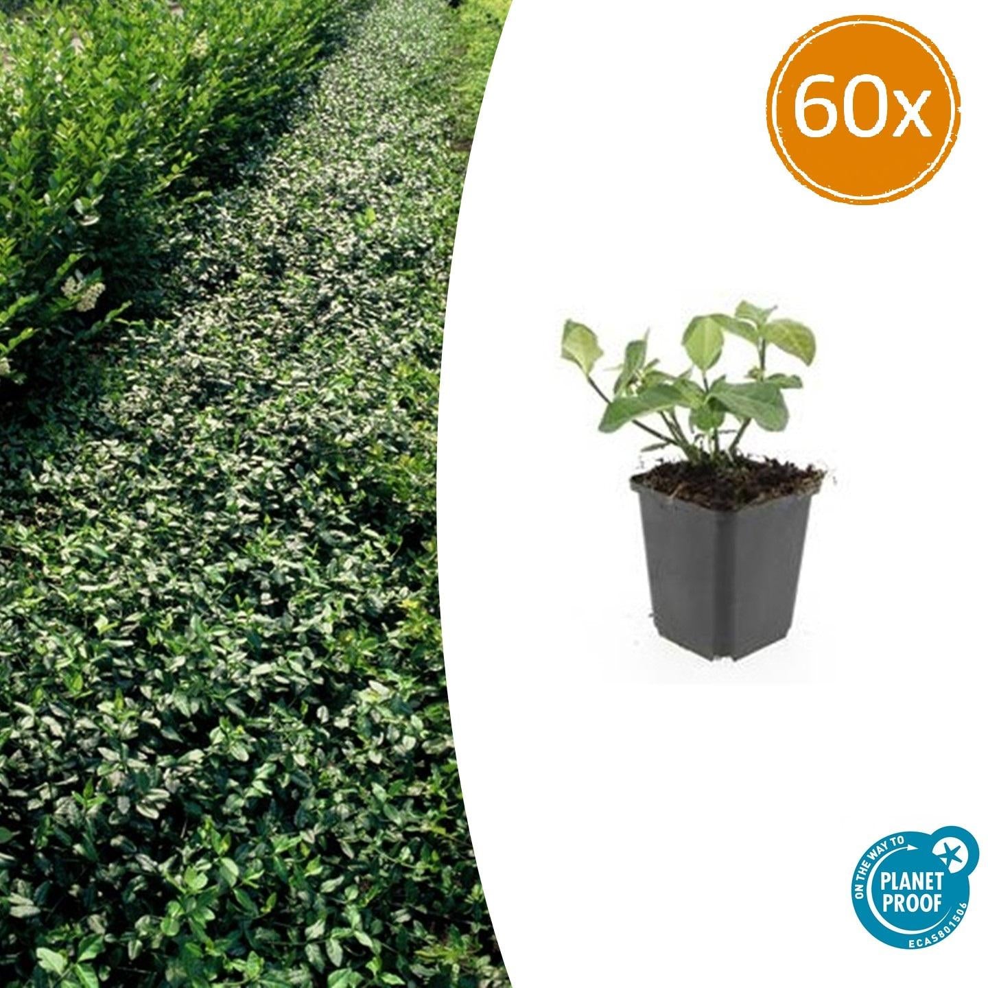 Euonymus fort. 'Dart's Blanket' potmaat 9 cm hoogte 10 tot 25 cm