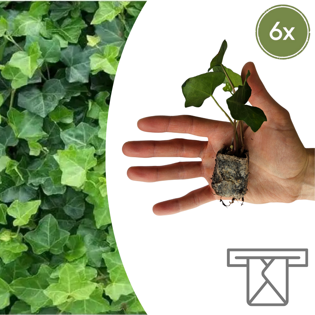 Hedera Zelf Kweken (plug) (6 stuks) potmaat 3 cm hoogte 4 cm