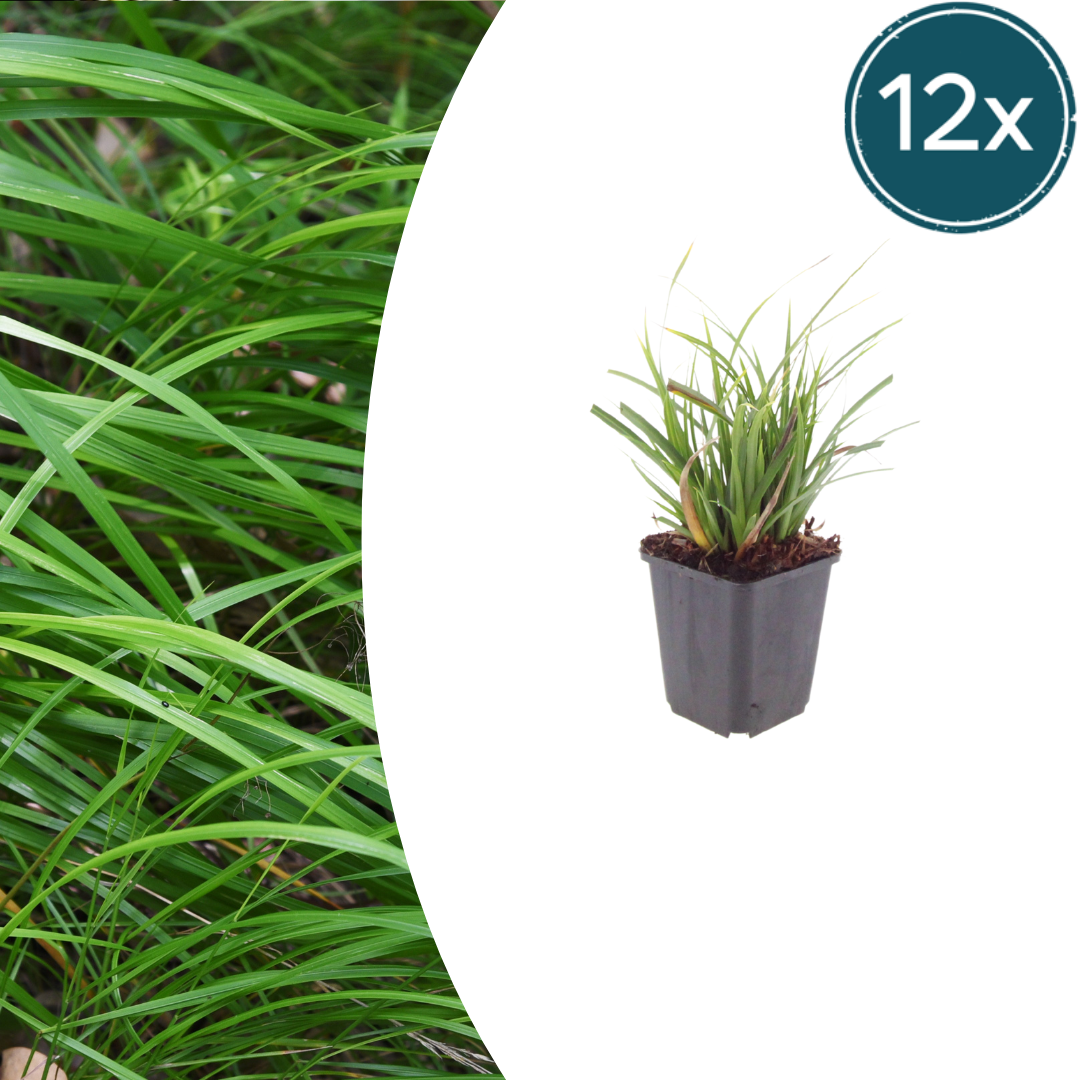 Carex morrowii potmaat 9 cm hoogte 10 tot 25 cm