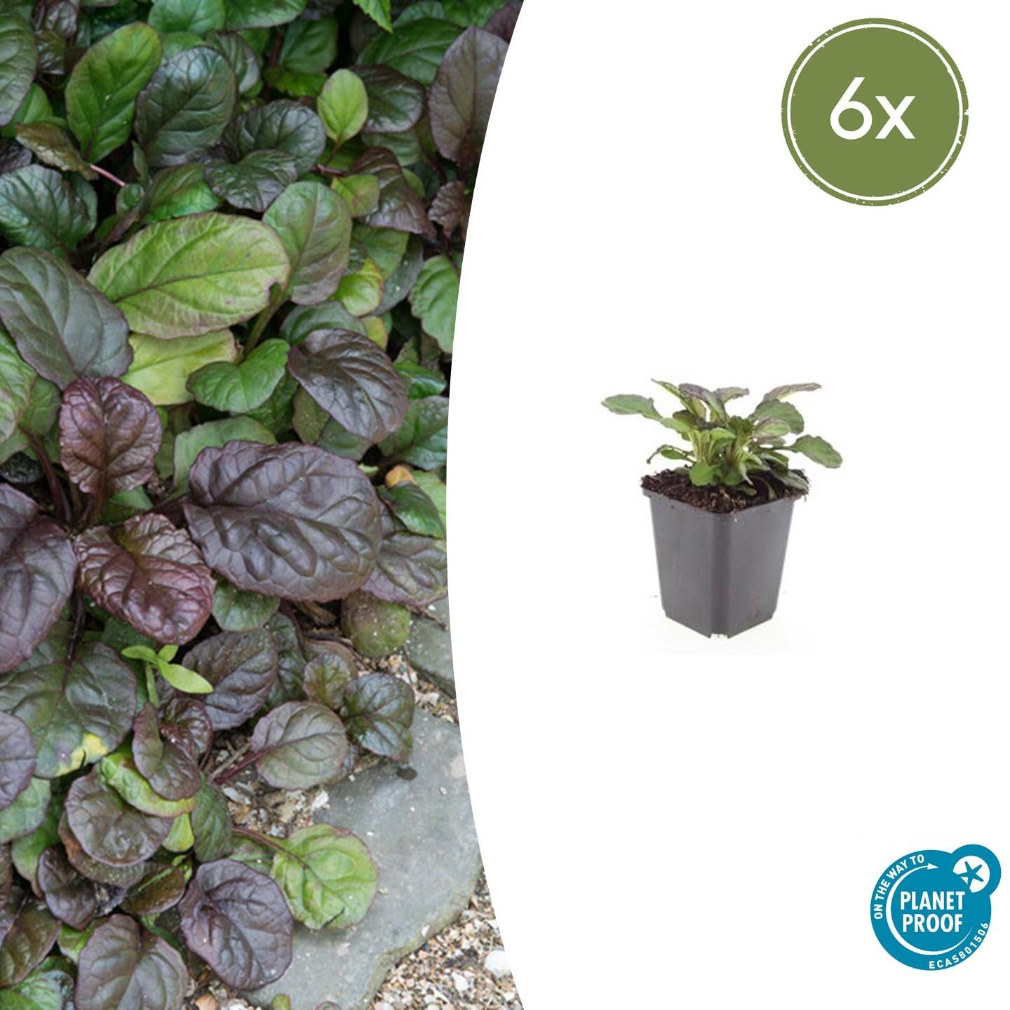 Ajuga reptans 'Catlin's Giant' potmaat 9 cm hoogte 10 tot 25 cm