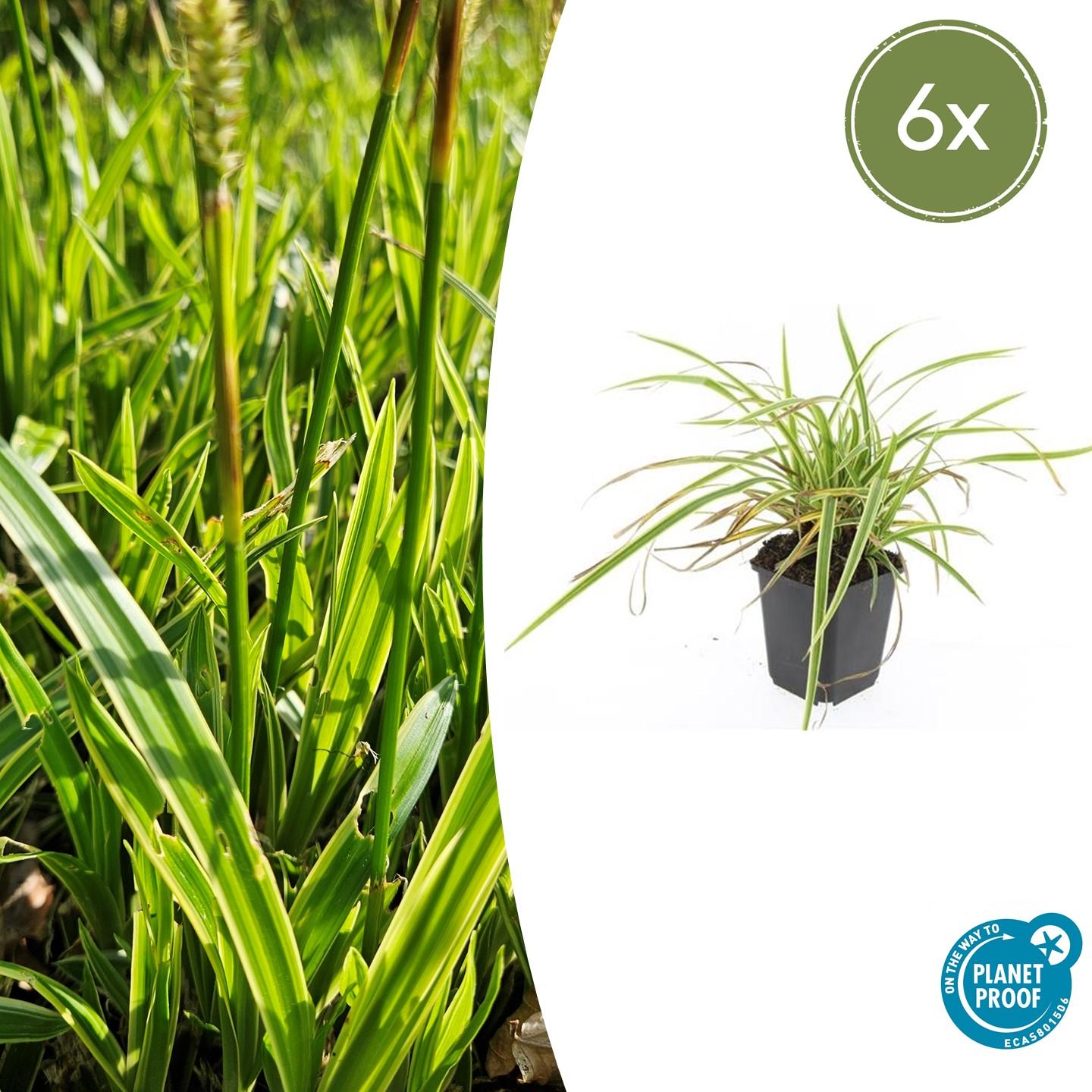Carex morrowii 'Aureovariegata' potmaat 9 cm hoogte 10 tot 25 cm