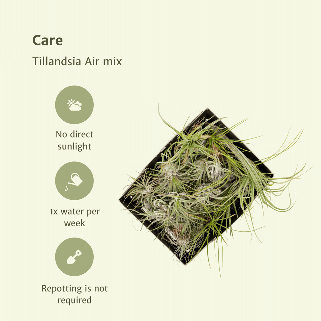 Tillandsia Air mix - 10 stuks - 6 cm - ø6