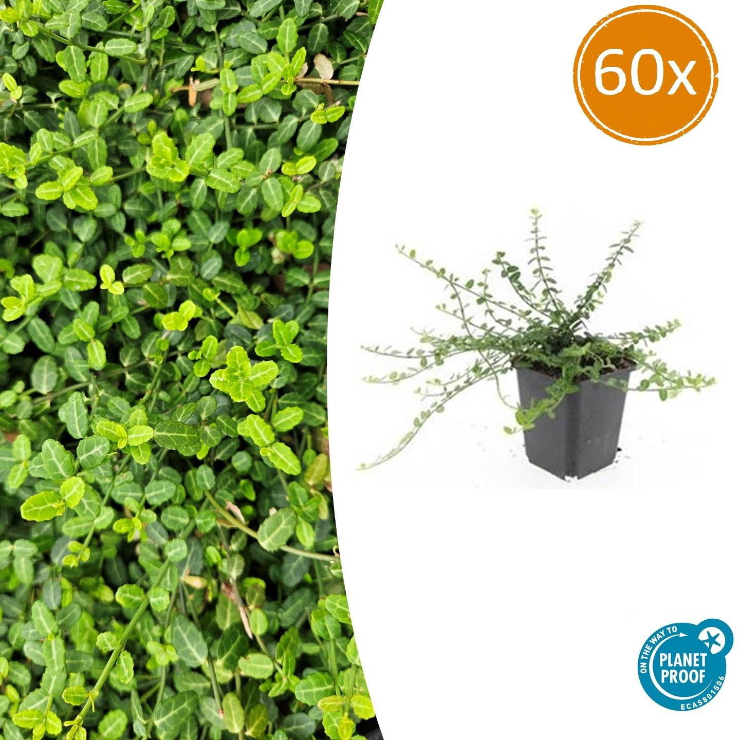 Euonymus fort. 'Minimus' potmaat 9 cm hoogte 10 tot 25 cm