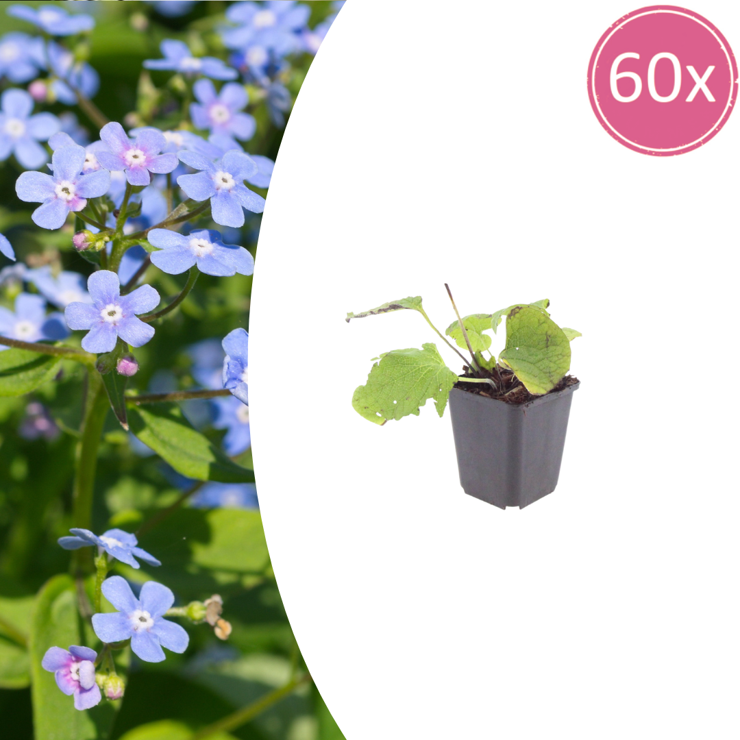 Brunnera macrophylla potmaat 9 cm hoogte 10 tot 25 cm
