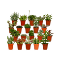 Succulenten Mix - 20 stuks - Ø5,5cm - ↕7 cm