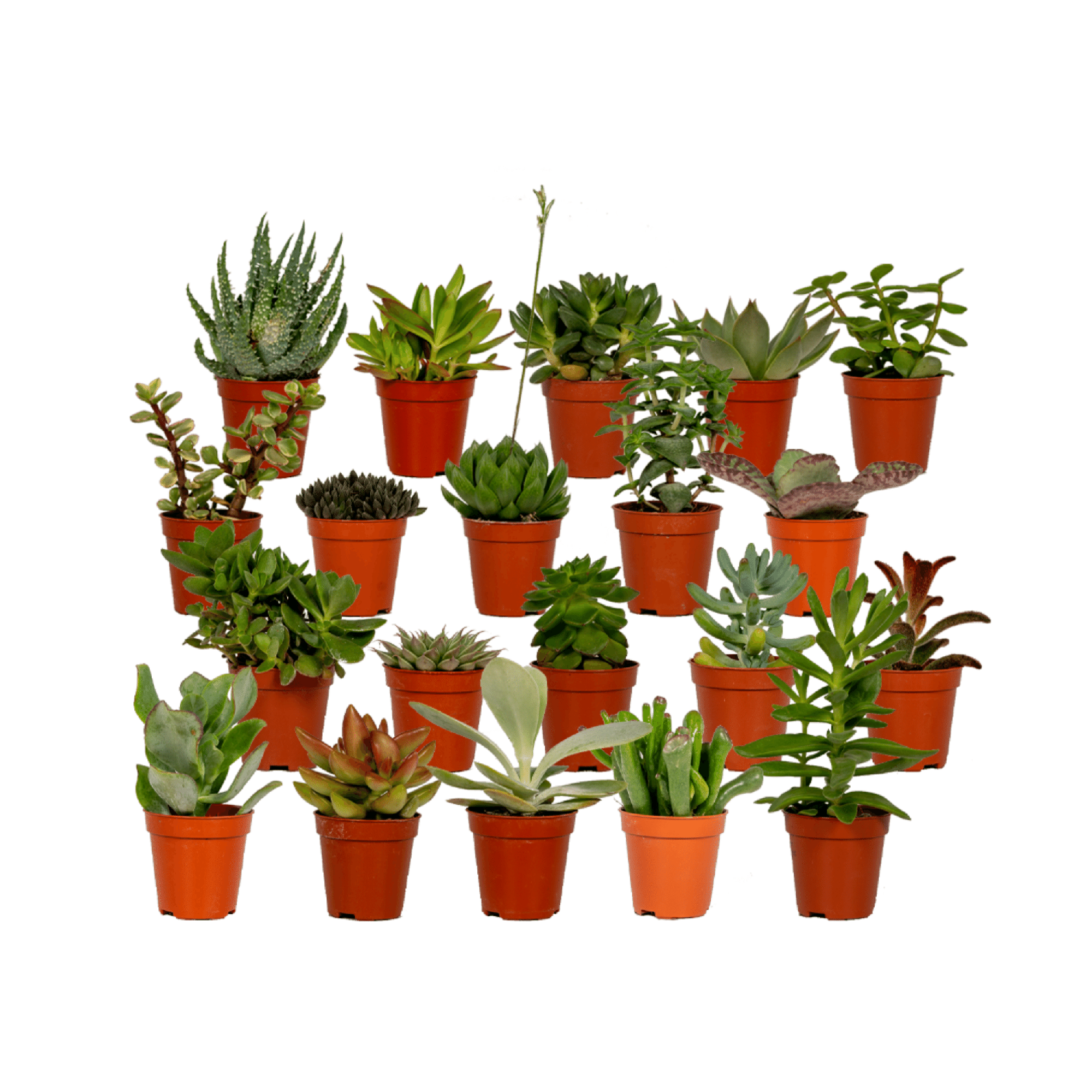 Succulenten Mix - 20 stuks - Ø5,5cm - ↕7 cm