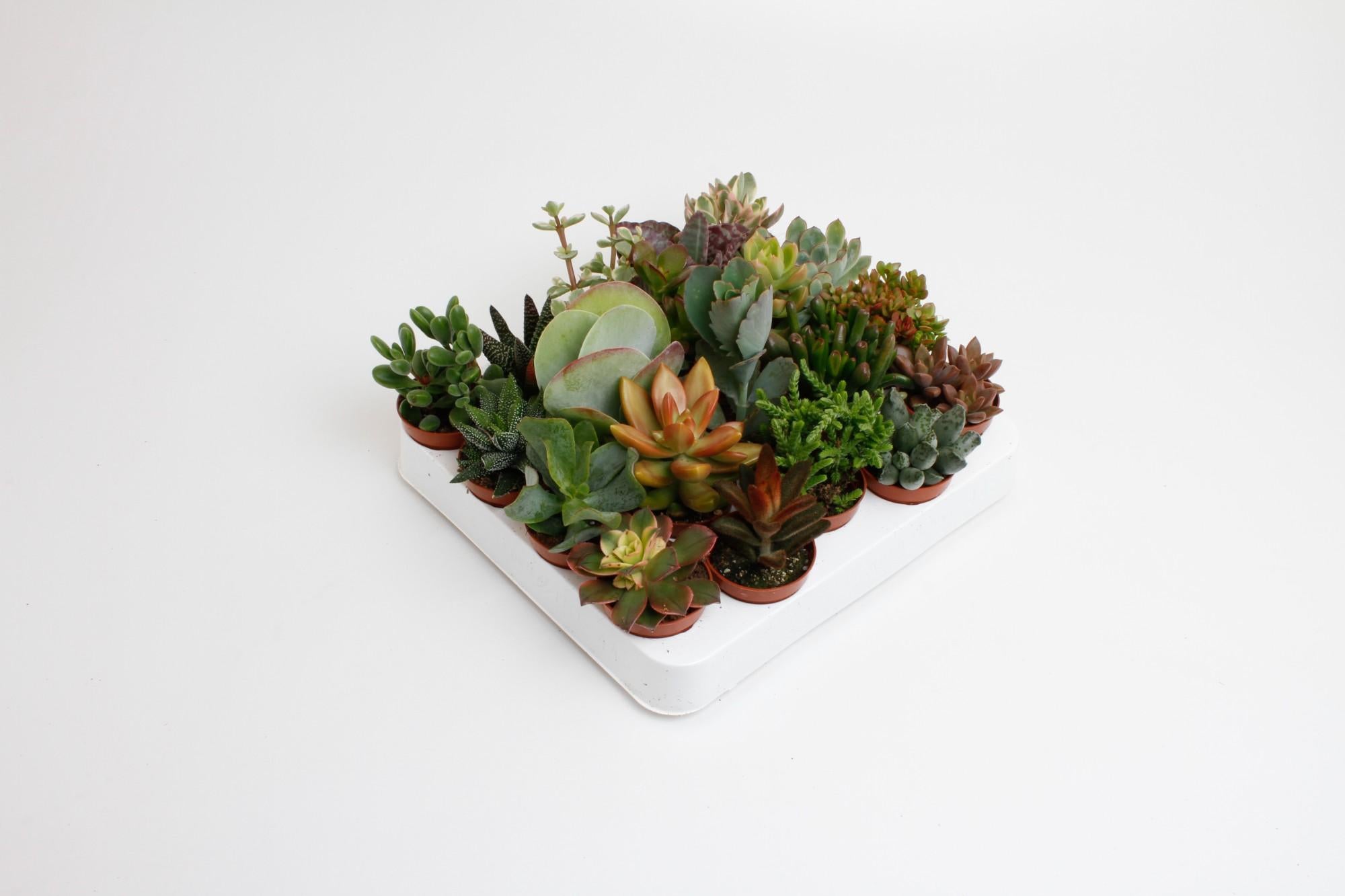 Succulenten Mix (20 stuks) potmaat 6 cm hoogte 10 cm