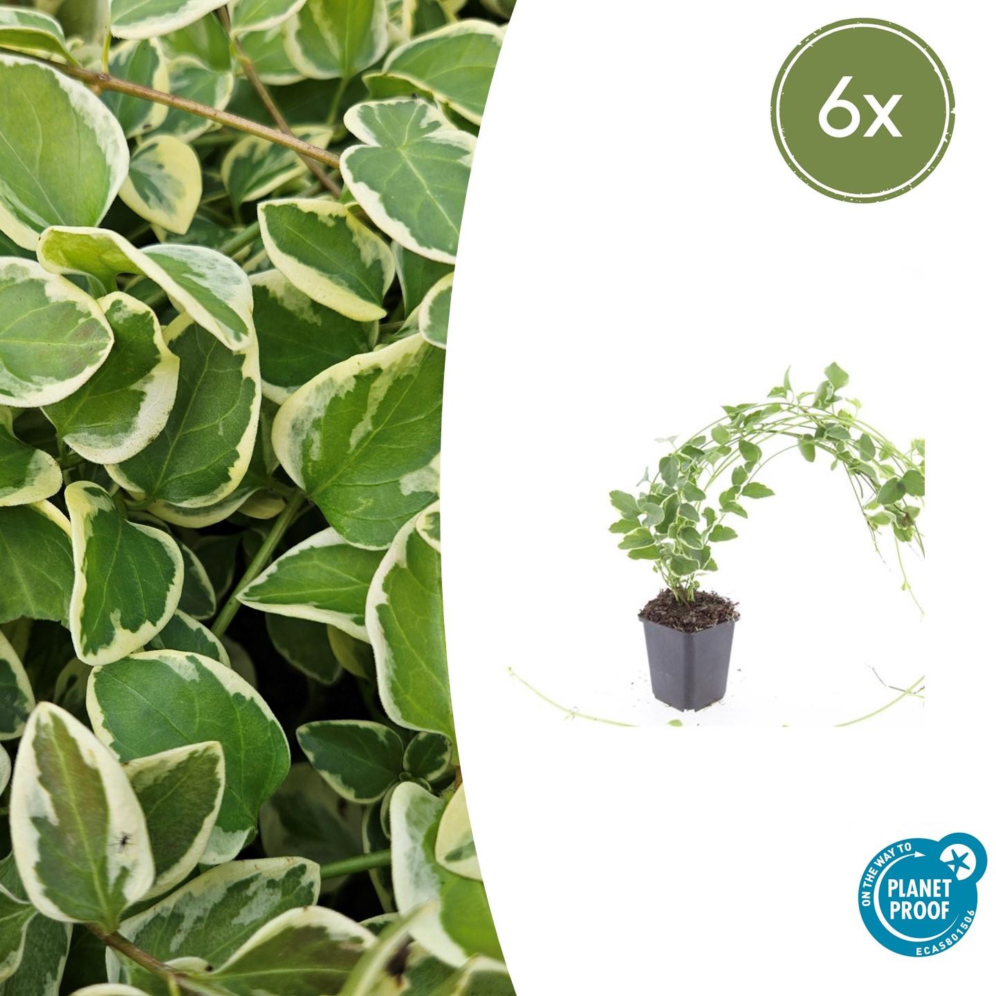 Vinca major 'Variegata' potmaat 9 cm hoogte 10 tot 25 cm
