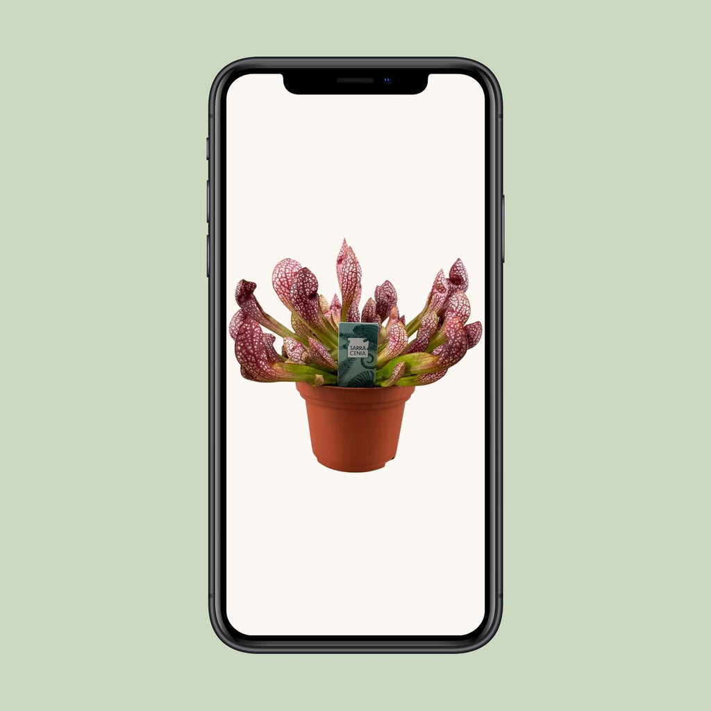 Sarracenia Scarlet Belle - Ø12cm - ↕20cm