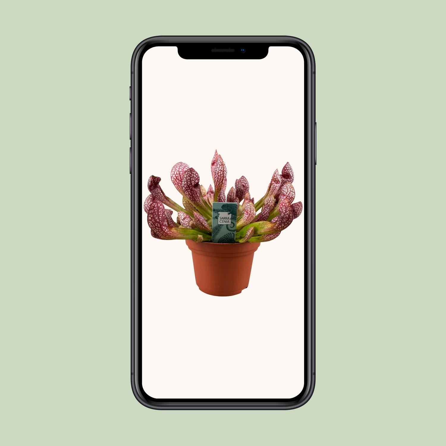 Sarracenia Scarlet Belle - Ø12cm - ↕20cm