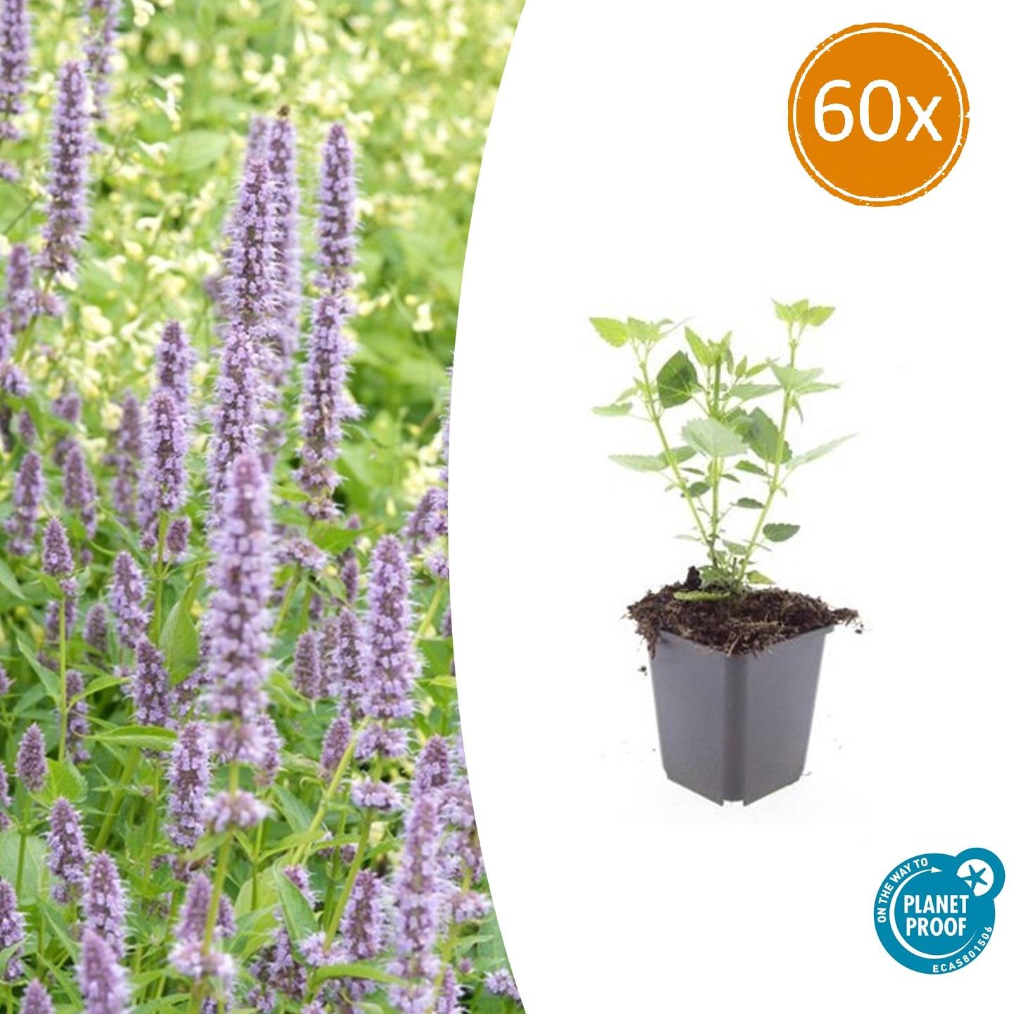 Agastache 'Blue Fortune' potmaat 9 cm hoogte 10 tot 25 cm