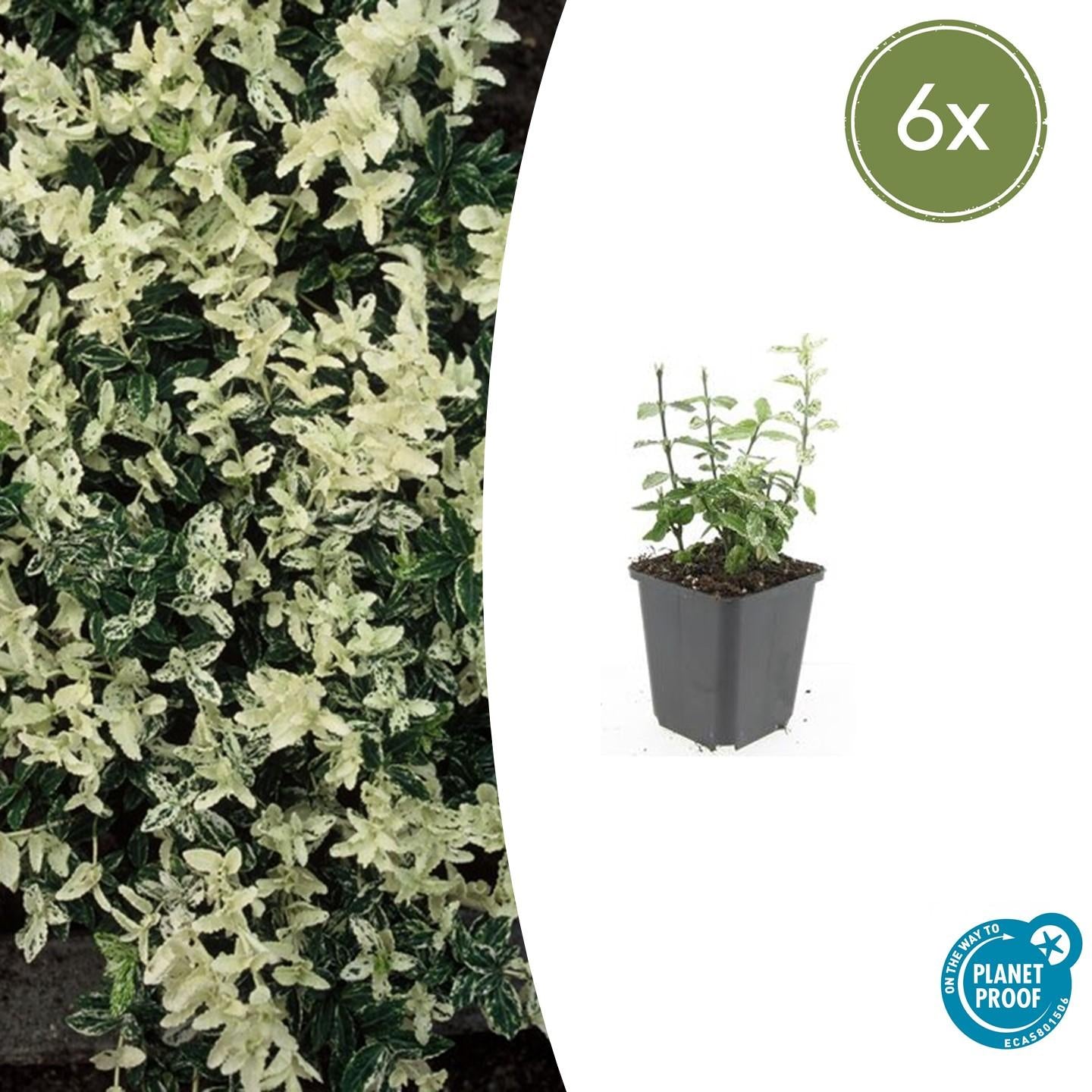 Euonymus fort. 'Harlequin' potmaat 9 cm hoogte 10 tot 25 cm