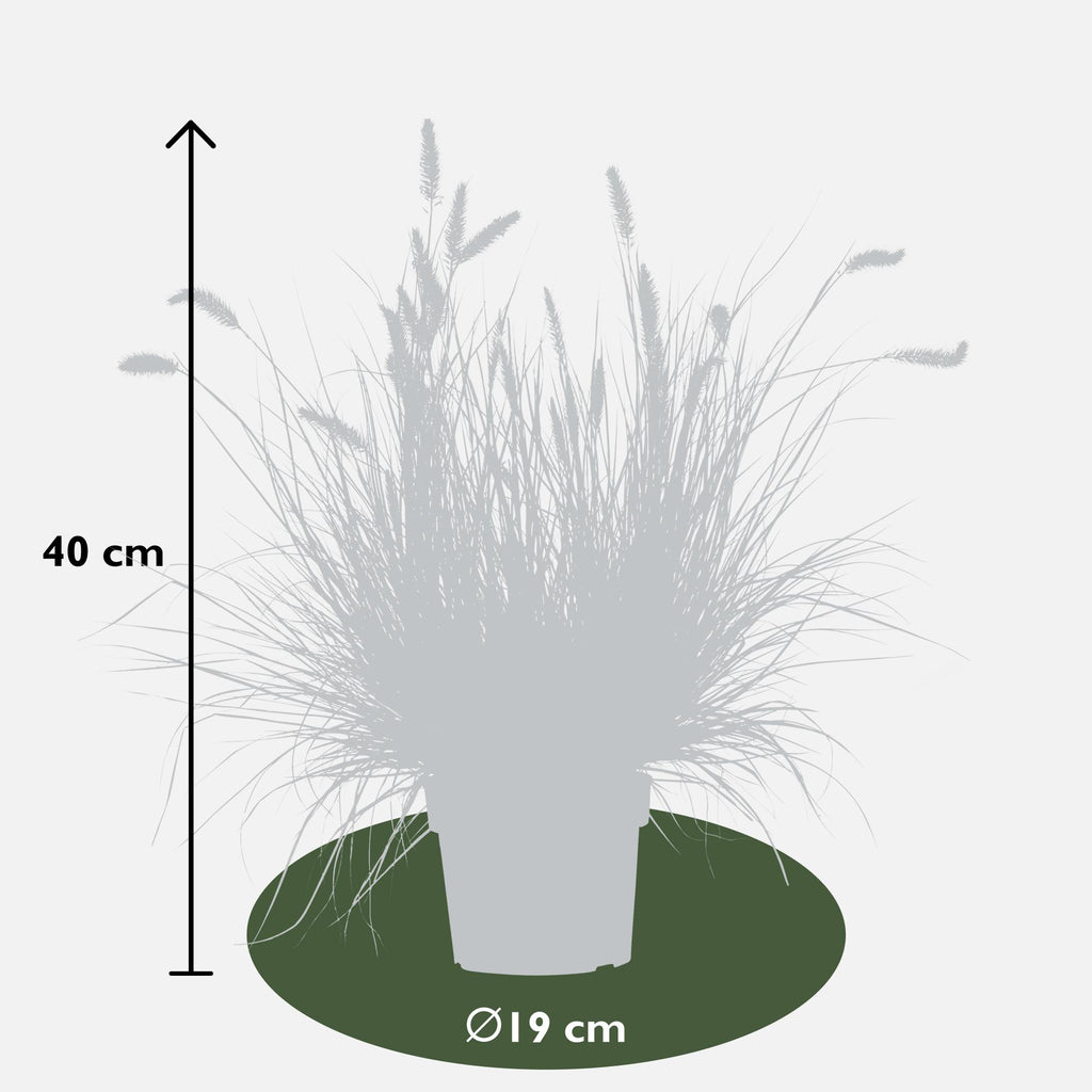 Pennisetum alopecuroides 'Hameln' - Ø19cm - ↕40cm - Ø19 - ↨40cm