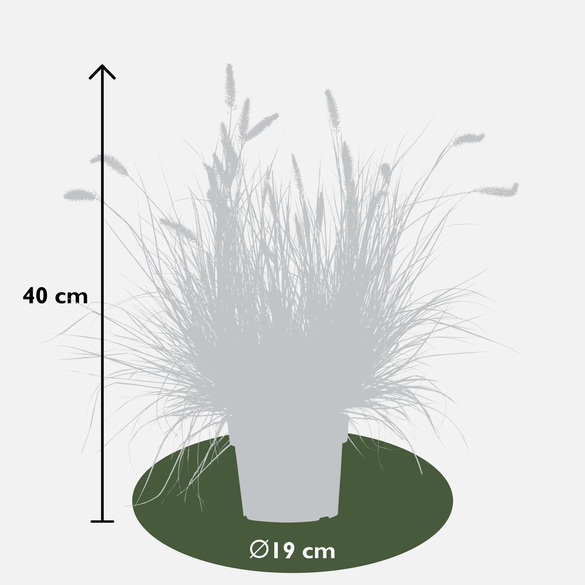 Pennisetum alopecuroides 'Hameln' - Ø19cm - ↕40cm - Ø19 - ↨40cm