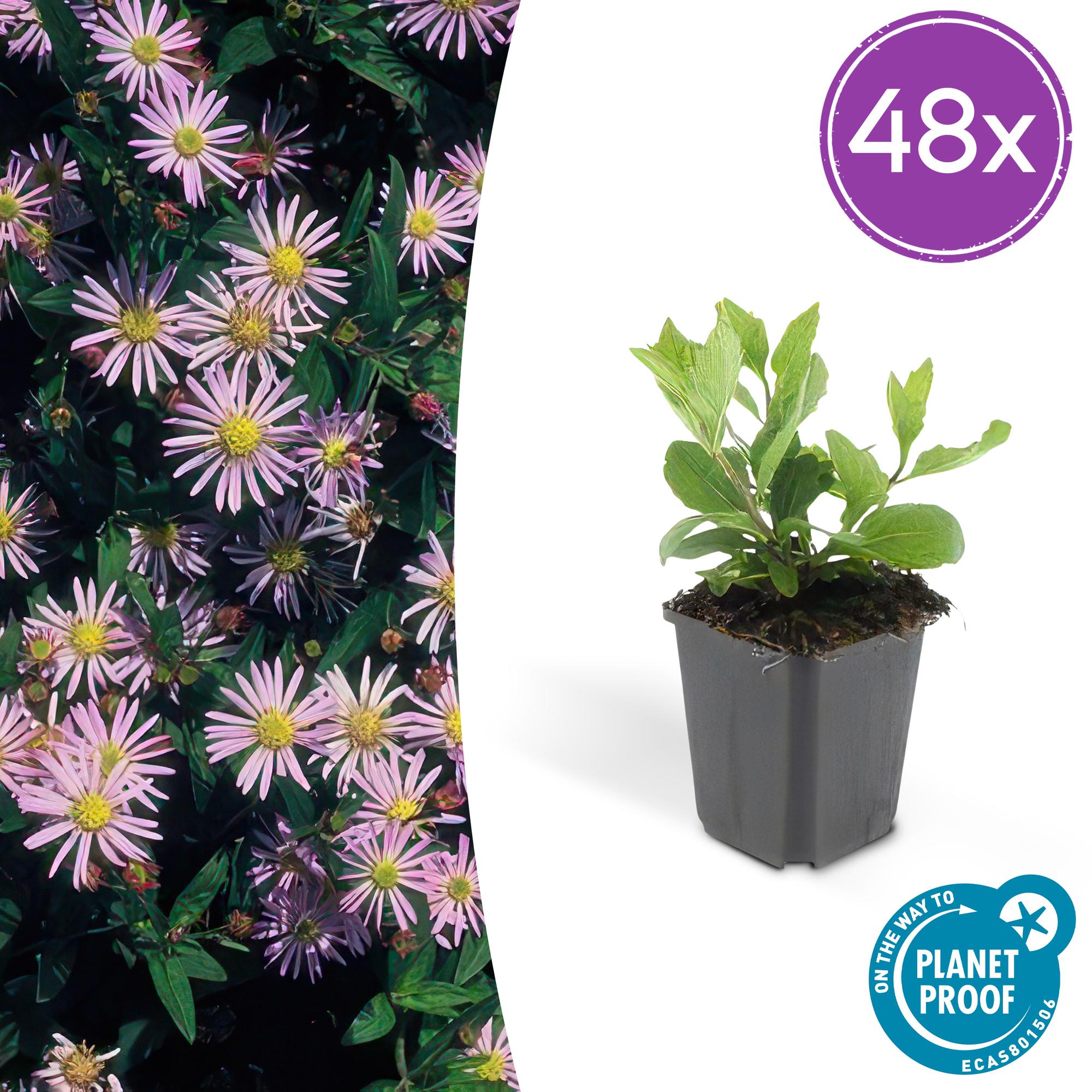 Aster ageratoides 'Asran' potmaat 9 cm hoogte 10 tot 25 cm