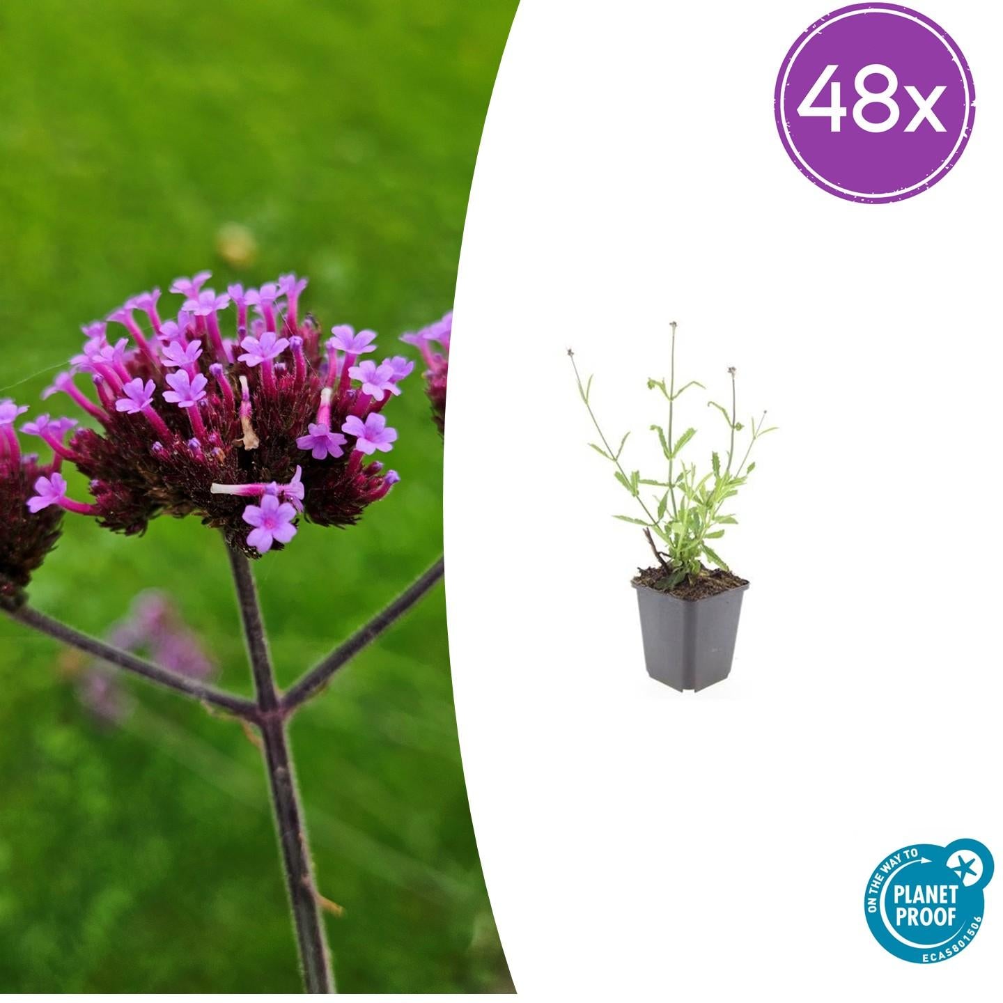 Verbena bon. 'Lollipop' potmaat 9 cm hoogte 10 tot 25 cm