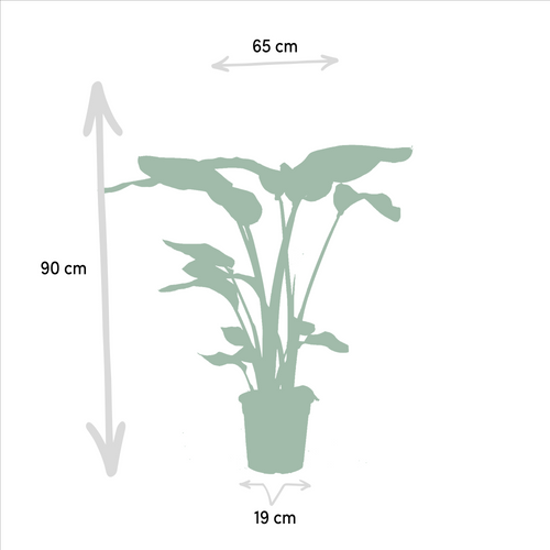 1x Strelitzia Nicolai potmaat 19 cm hoogte 85 cm + 1x Alocasia Macrorrhiza potmaat 19 cm hoogte 70 cm