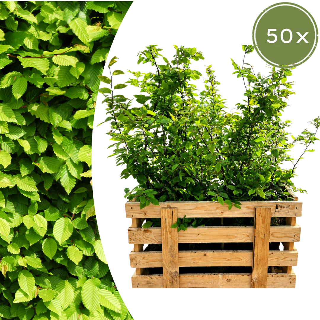 Carpinus Betulus (minipalletdeal 50 stuks) potmaat 19 cm hoogte 80 tot 100 cm